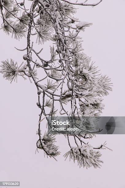 Photo libre de droit de Montagnes De Wugong banque d'images et plus d'images libres de droit de Arbre - Arbre, Asie, Blanc