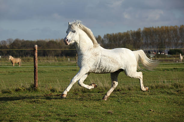 white horse scratching in a field