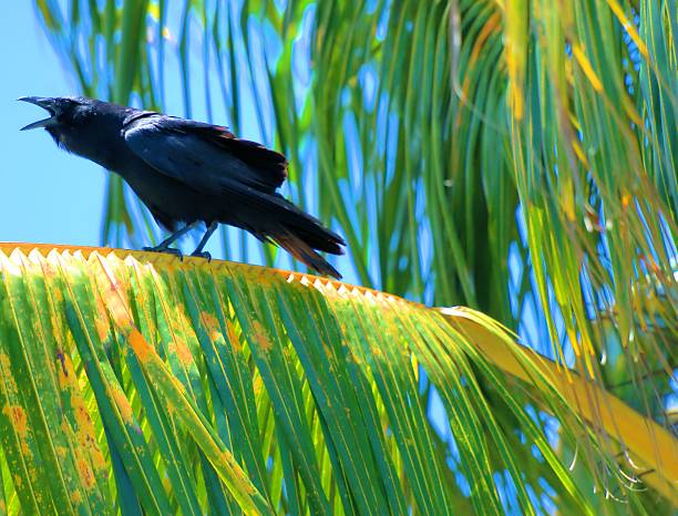 Crow in a Plam stock photo