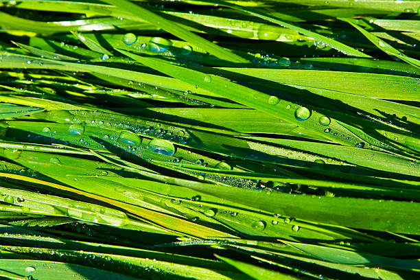 istock Green wheat grass with dewdrops in the morning 179133957