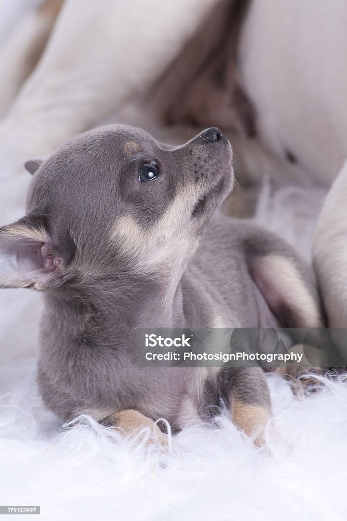 grey Mini chihuahua pup on colored background Animal Stock Photo