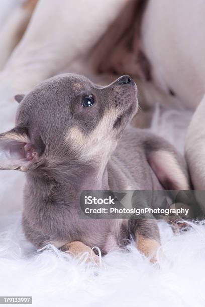 Grey Mini Chihuahua Pup On Colored Background Stock Photo - Download Image Now - Animal, Chihuahua - Dog, Cute