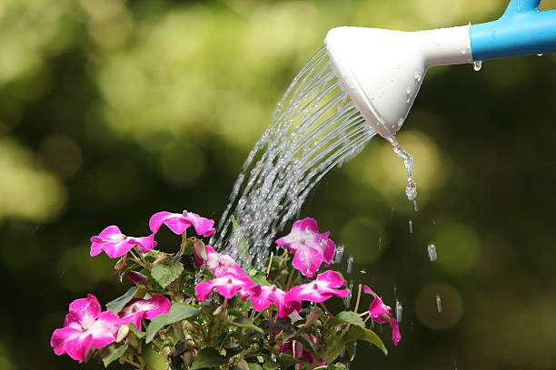 istock Water can watering a flower plant 179134123