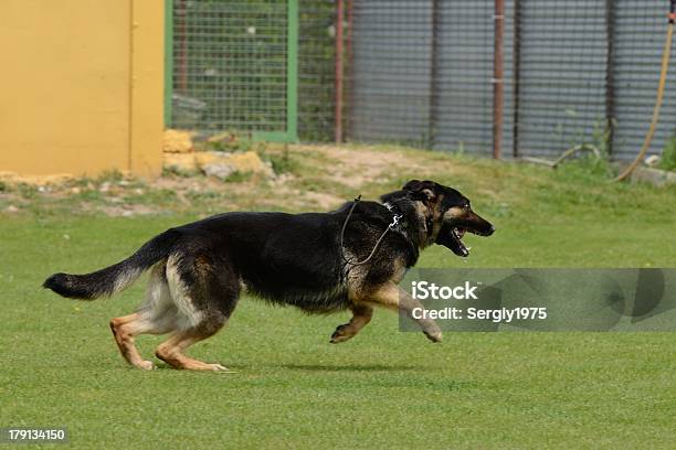 Cão Pastor Alemão Do Teste - Fotografias de stock e mais imagens de Animal - Animal, Animal de Estimação, Canil - Equipamento para Animal de Estimação