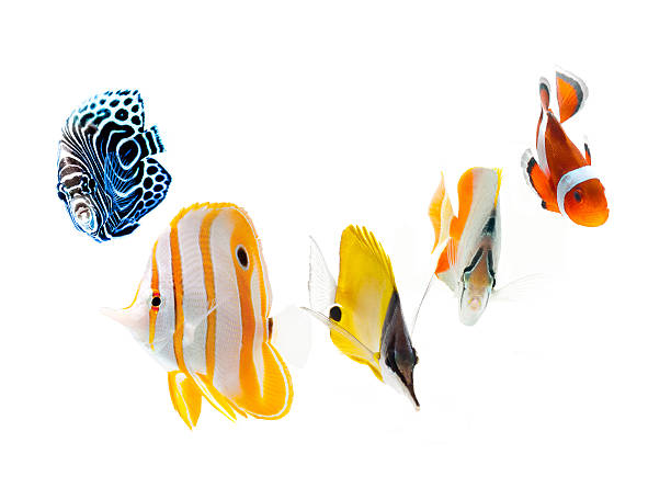 istock reef fish, marine animal isolated on white background 179134461