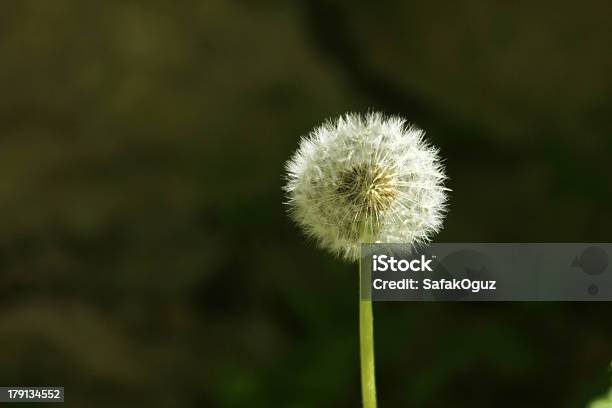 Tarassaco - Fotografie stock e altre immagini di Baccello - Stadio di crescita floreale - Baccello - Stadio di crescita floreale, Bianco, Botanica