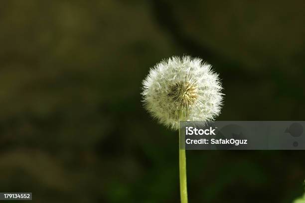 Foto de Dentedeleão e mais fotos de stock de Botânica - Assunto - Botânica - Assunto, Branco, Cabeça da flor