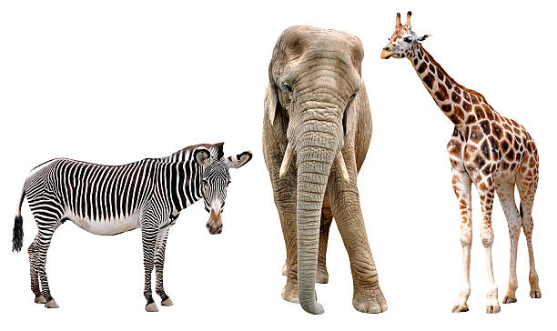 istock giraffes, elephant and zebras 179134825