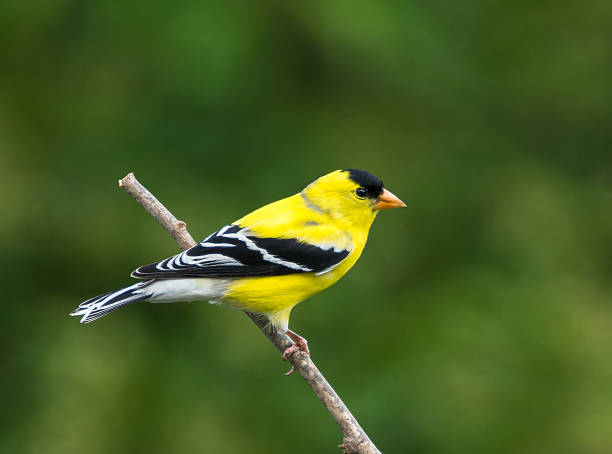 istock American Goldfinch (Male) 179134979