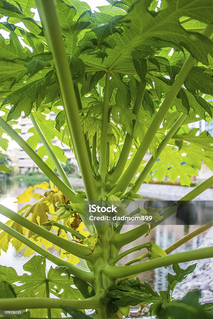 papaya - Foto de stock de Agricultura libre de derechos