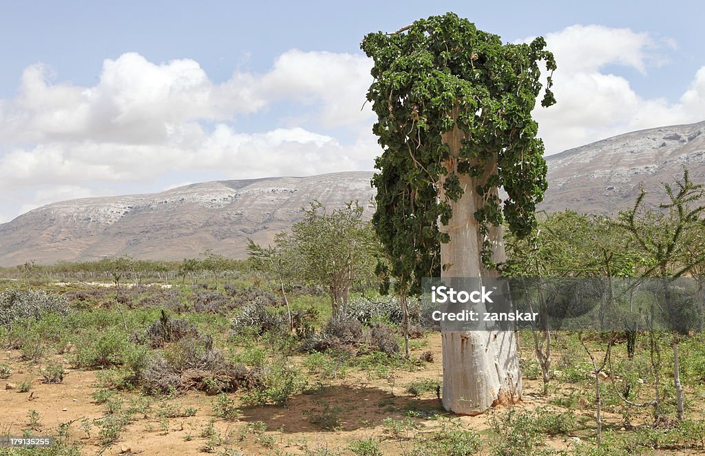 Pepino árbol - Foto de stock de Socotra libre de derechos