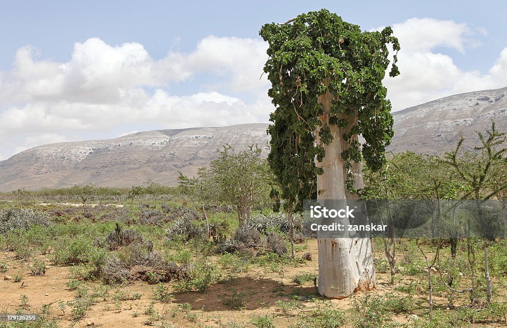 Огуречный дерево - Стоковые фото Сокотра роялти-фри