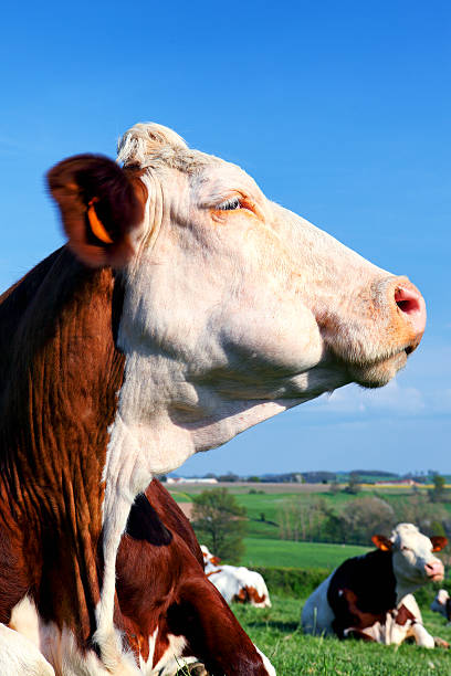 istock Portrait of cow 179135280