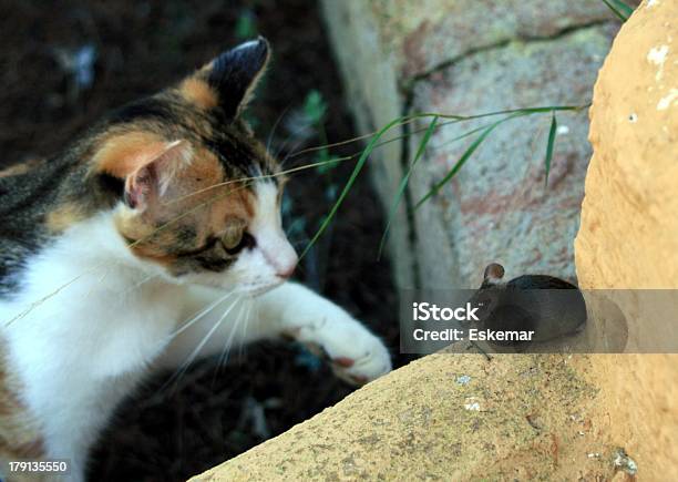 Katz Und Maus Foto de stock y más banco de imágenes de Animales cazando - Animales cazando, Castillo de Katz, Gato doméstico