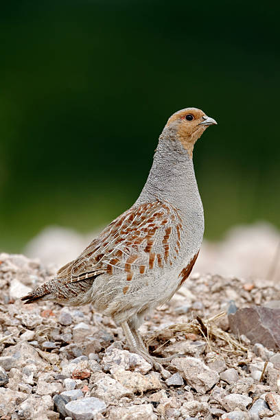 Grey partridge, Perdix Grey partridge, Perdix perdix, single bird on gravel, Midlands, July 2011 perdix stock pictures, royalty-free photos & images