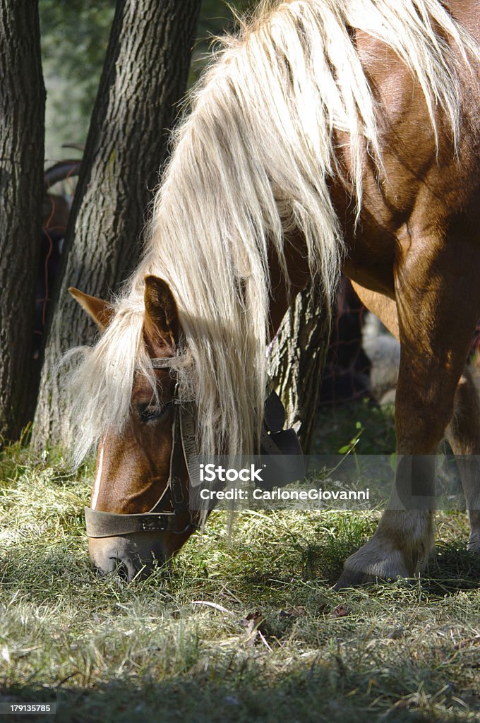 Anmutige horse - Lizenzfrei Aufnahme von unten Stock-Foto