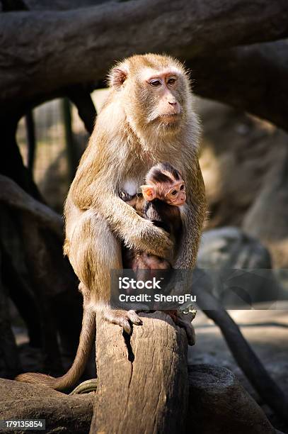 Photo libre de droit de Crabemanger Macaques banque d'images et plus d'images libres de droit de Animal femelle - Animal femelle, Animal nouveau-né, Animal vertébré