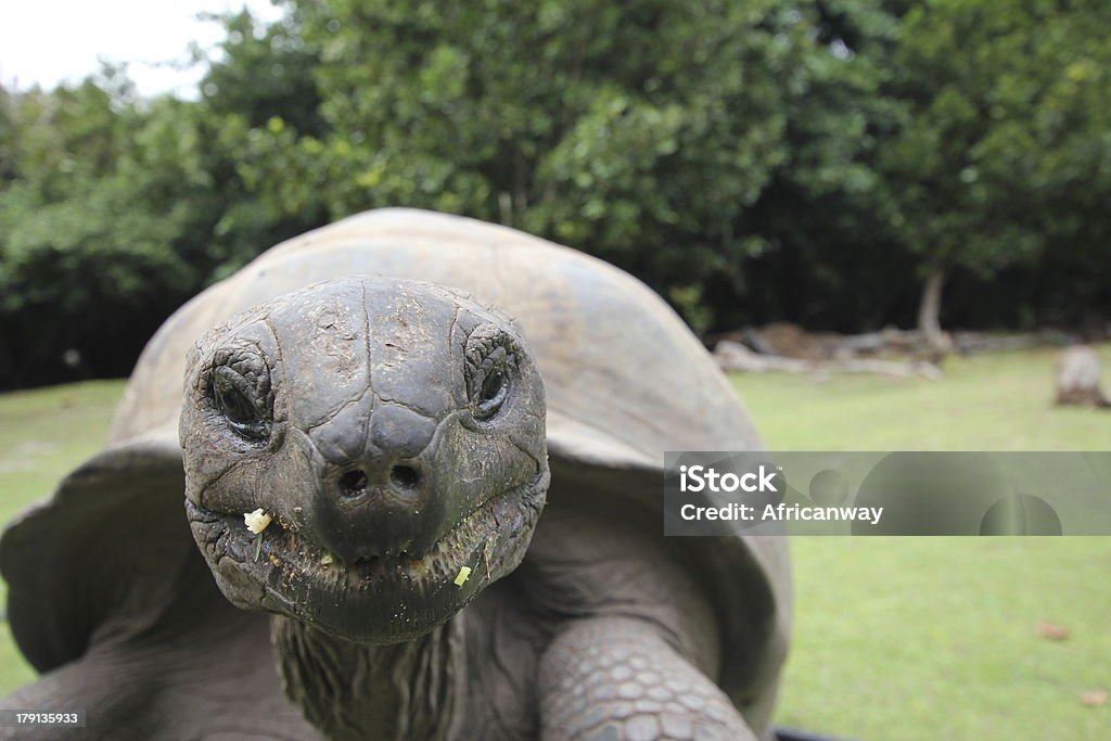 Zbliżenie Aldabra Żółw olbrzymi, Aldabrachelys gigantea z Seszeli - Zbiór zdjęć royalty-free (Buk - drzewo)