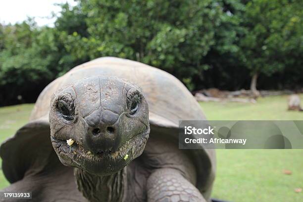 Zbliżenie Aldabra Żółw Olbrzymi Aldabrachelys Gigantea Z Seszeli - zdjęcia stockowe i więcej obrazów Buk - drzewo