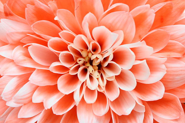istock Macro of pink flower 179136137