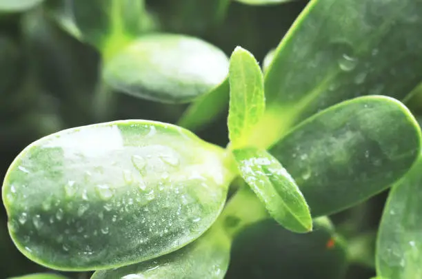 Water droplets on green leaves, close-up. Nature background