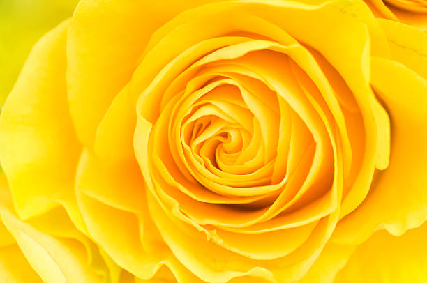 Yellow rose stock photo