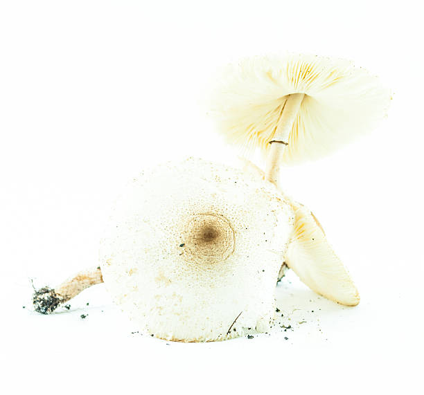 istock Poison mushrooms with clay isolated 179136373