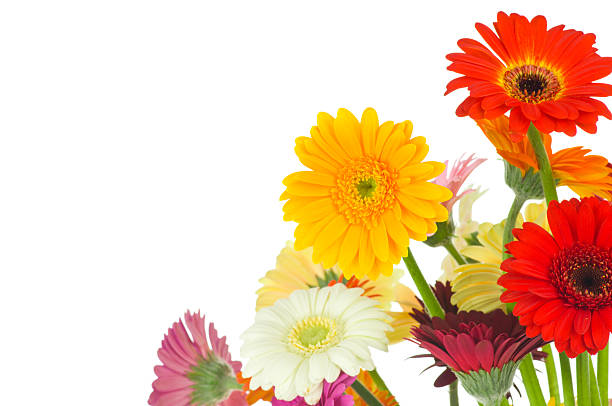 istock Mix of gerber flowers 179136401