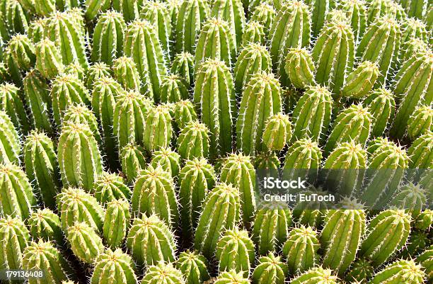 Foto de Euphorbia Echinus e mais fotos de stock de Afiado - Afiado, Arizona, Botânica - Assunto