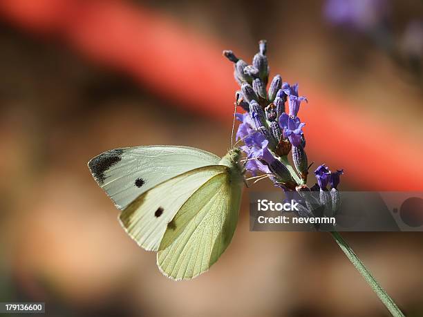 Farfalla - Fotografie stock e altre immagini di Aiuola - Aiuola, Ala di animale, Animale