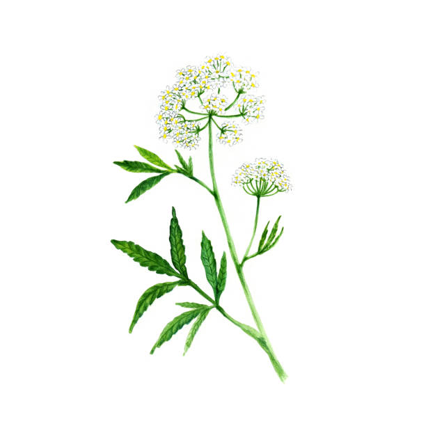 Watercolor illustration of the medicinal plant Cicuta virosa. Poisonous plant with white flowers Watercolor illustration of the medicinal plant Cicuta virosa. Poisonous plant with white flowers cicuta virosa stock illustrations