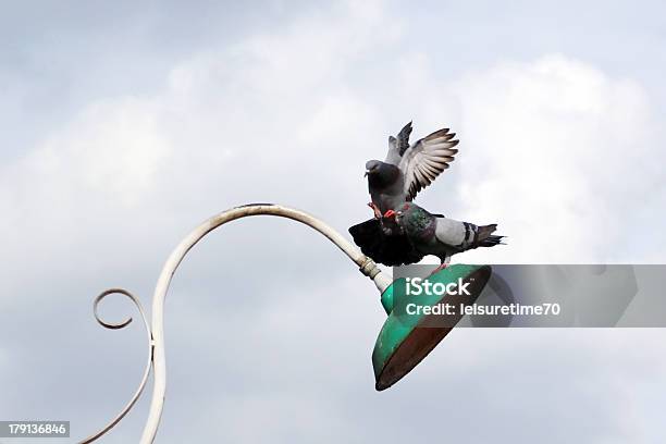 Fliegende Pigeon Stockfoto und mehr Bilder von Aktivitäten und Sport - Aktivitäten und Sport, Anmut, Bewegung