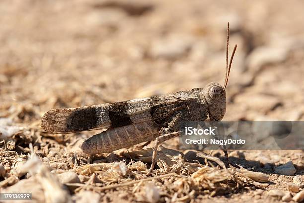 Brown Locust Close Up Stock Photo - Download Image Now - Animal, Animal Antenna, Animal Body