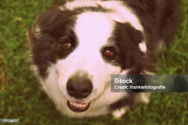 Border Collie Dog Looking Up Stock Photo - Download Image Now - Puppy, Spotted, Alertness