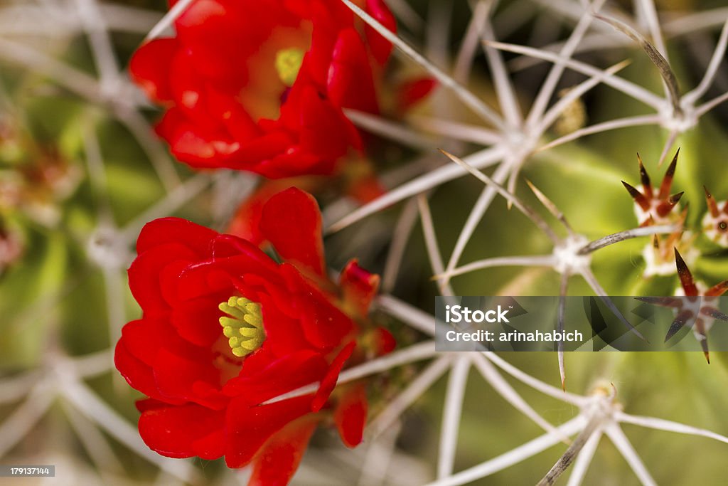 flores - Foto de stock de Cabeza de flor libre de derechos