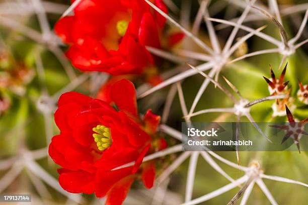 Flores Foto de stock y más banco de imágenes de Cabeza de flor - Cabeza de flor, Cactus, Cactus de Flor Roja