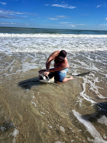 November 11, 2023 - Titusville, Florida, USA - A man catches, tags and releases a Black Tipped reef shark as part of a volunteer program for NOAA.