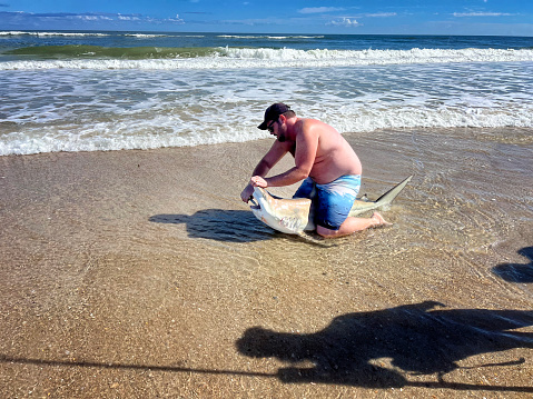 November 11, 2023 - Titusville, Florida, USA - A man catches, tags and releases a Black Tipped reef shark as part of a volunteer program for NOAA.