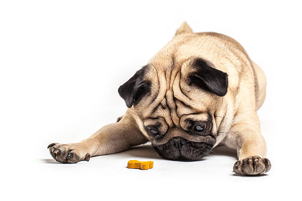 Lying Pug with treat, isolated on White Background. Lying Pug with treat, isolated on White Background. Focus on eyes pug isolated stock pictures, royalty-free photos & images