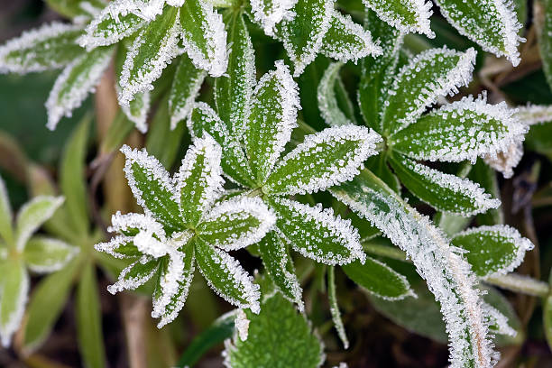 istock green grass in hoarfrost 179137283
