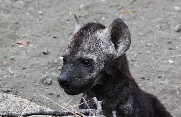 Plamista Hiena Cub – zdjęcie