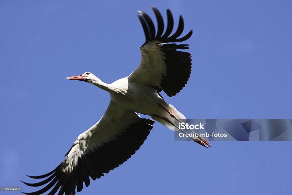 Voando Cegonha Branca - Foto de stock de Animal royalty-free