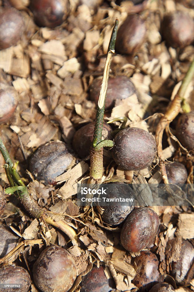 Gummi-Seed - Lizenzfrei Baum Stock-Foto