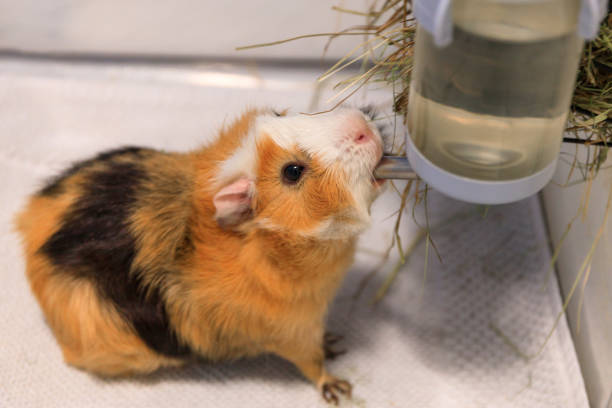 istock The guinea pig drinks water from a bottle. 1791378008