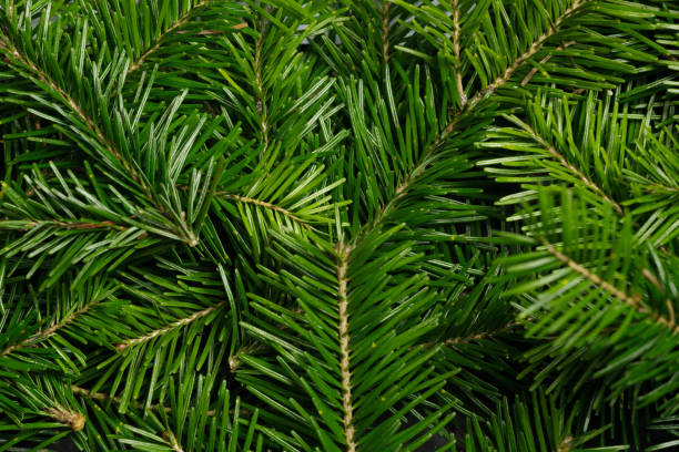istock Background of green fir branches 1791379603