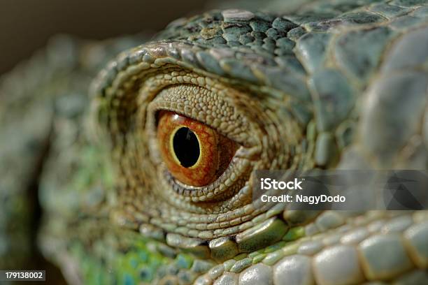 Grüner Leguan Eye Stockfoto und mehr Bilder von Augapfel - Augapfel, Australien, Bildschärfe