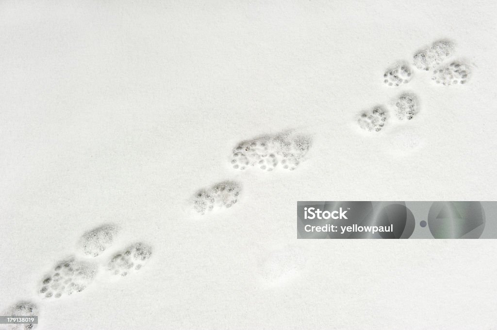 Zwierzę Łapa drukuje w śniegu - Zbiór zdjęć royalty-free (Dziki kot)