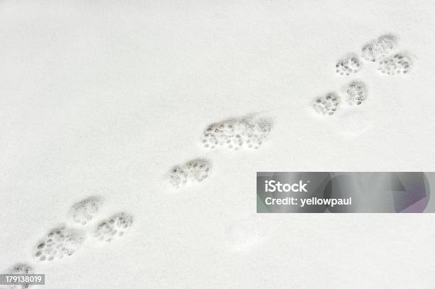Zwierzę Łapa Drukuje W Śniegu - zdjęcia stockowe i więcej obrazów Dziki kot - Dziki kot, Kot domowy, Cień