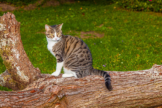 cat watching and hunting in the afternoon
