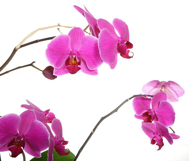 istock Phalaenopsis. Purple orchid on white background 179138225